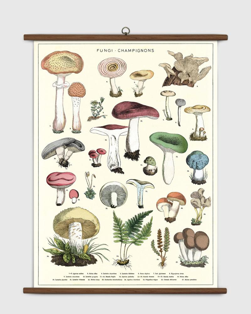 MUSHROOM