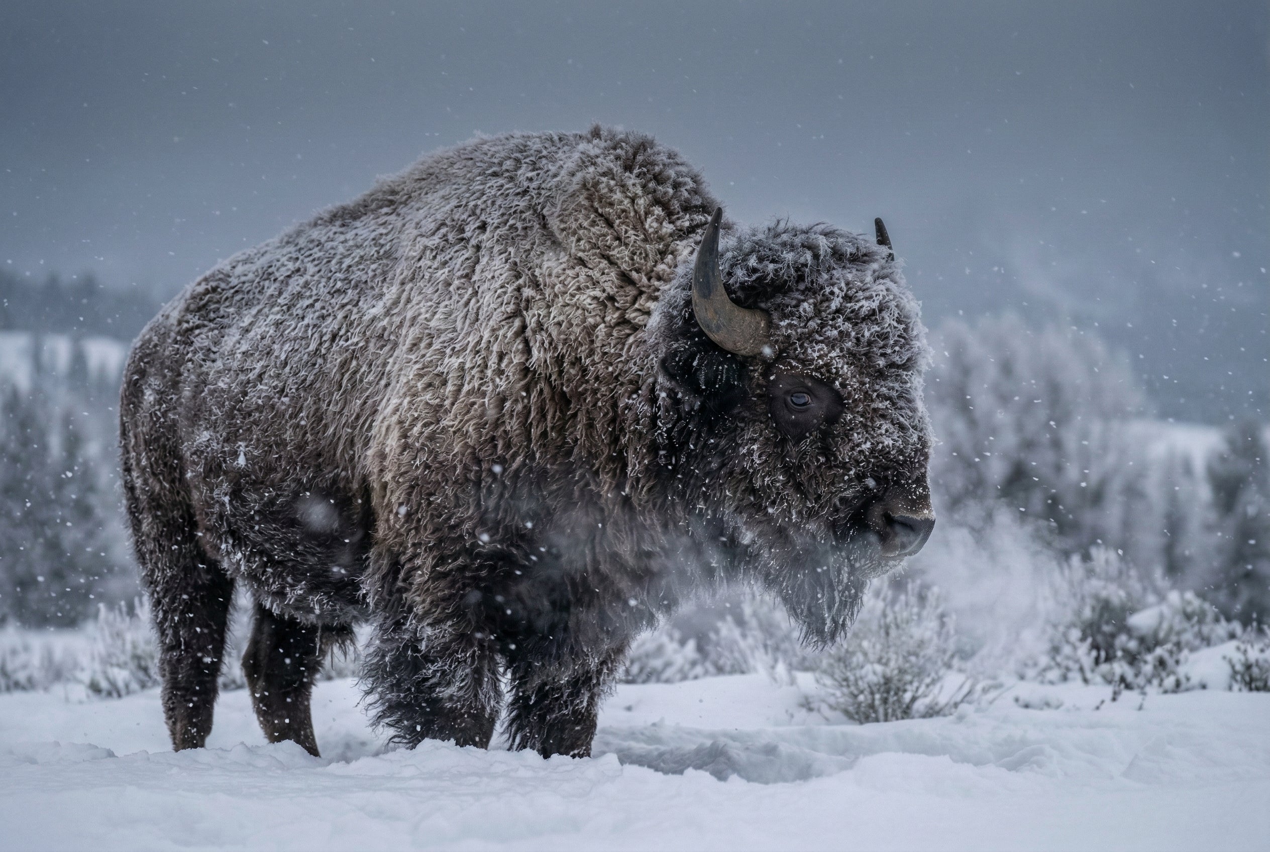 Bison in winter