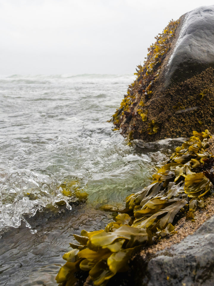 Bull kelp washed up along a rocky Pacific shoreline at low tide in Comox Valley, British Columbia
