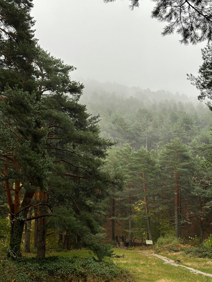 Misty pine forest with a path winding through tall evergreens at sunrise