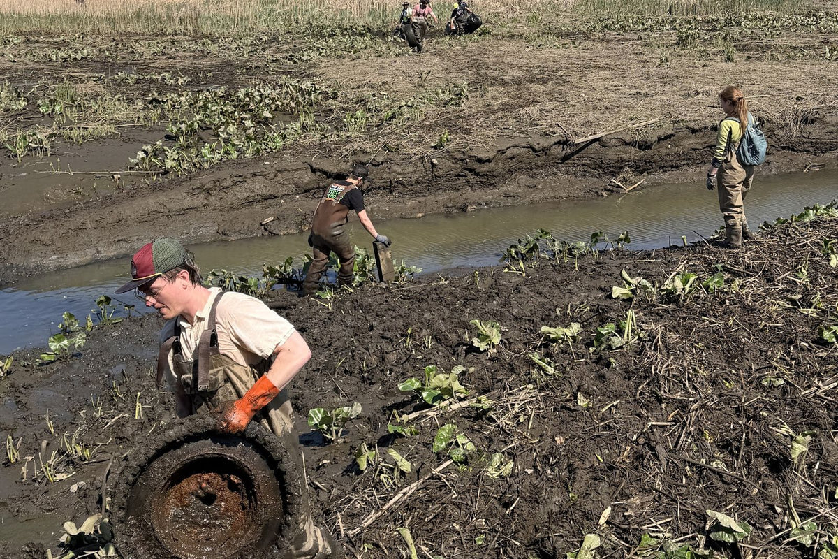 United By Blue volunteers in waders hauling a tire and trash out of a muddy tidal creek at a Philadelphia cleanup