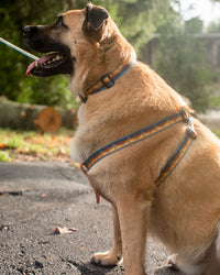 Montaña de la noche