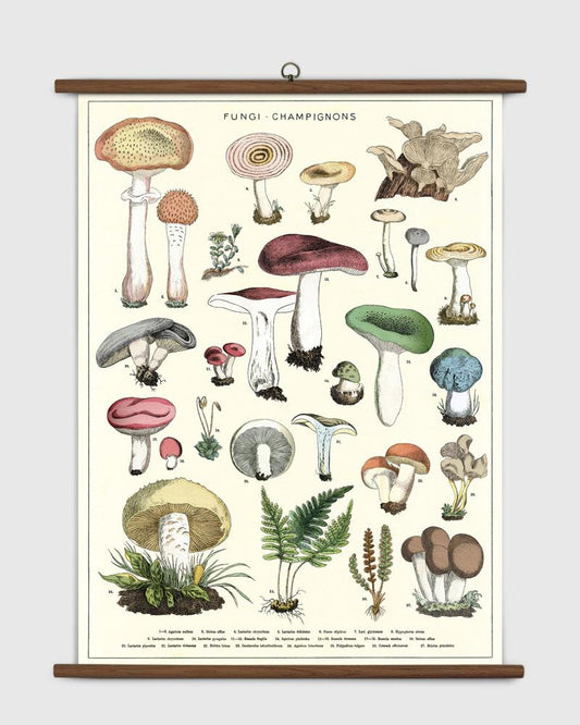 MUSHROOM