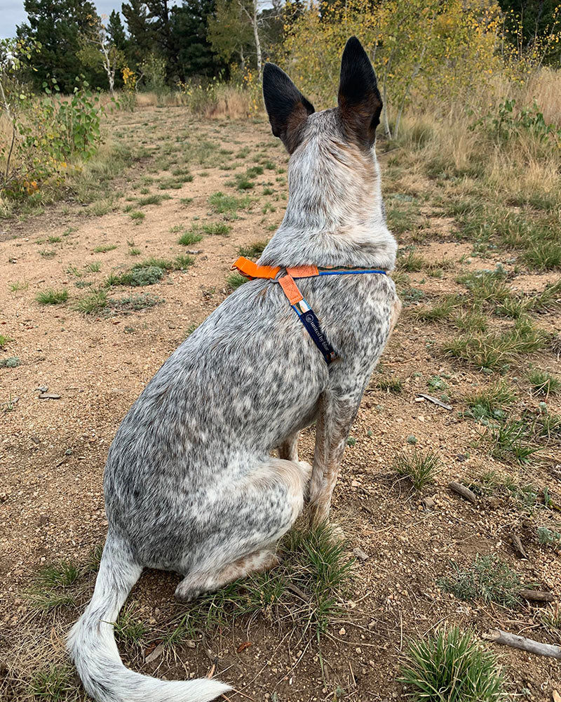 R evolution Woven Dog Harness